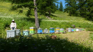 l-apiculture_aux_orres_vente_de_miel_1.jpg