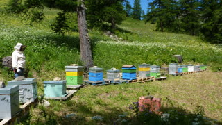 l-apiculture_aux_orres_vente_de_miel_2.jpg