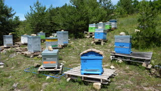 l-apiculture_aux_orres_vente_de_miel_3.jpg