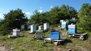 l-apiculture_aux_orres_vente_de_miel_4.jpg